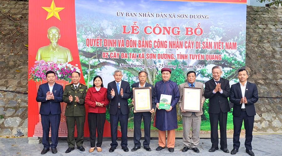 Hai[-]c&acirc;y[-]đa[-]cổ[-]thụ[-]x&atilde;[-]Sơn[-]Dương[-](Tuy&ecirc;n[-]Quang)[-]được[-]c&ocirc;ng[-]nhận[-]l&agrave;[-]C&acirc;y[-]Di[-]sản[-]Việt[-]Nam